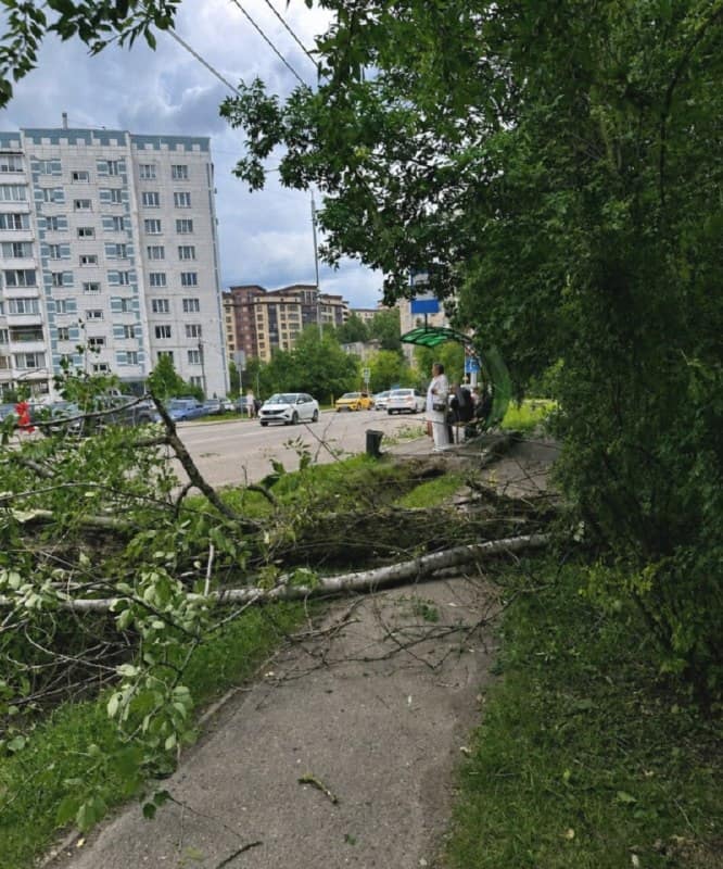 На остановке у Дружбы упал тополь. Когда уберут аварийные деревья?